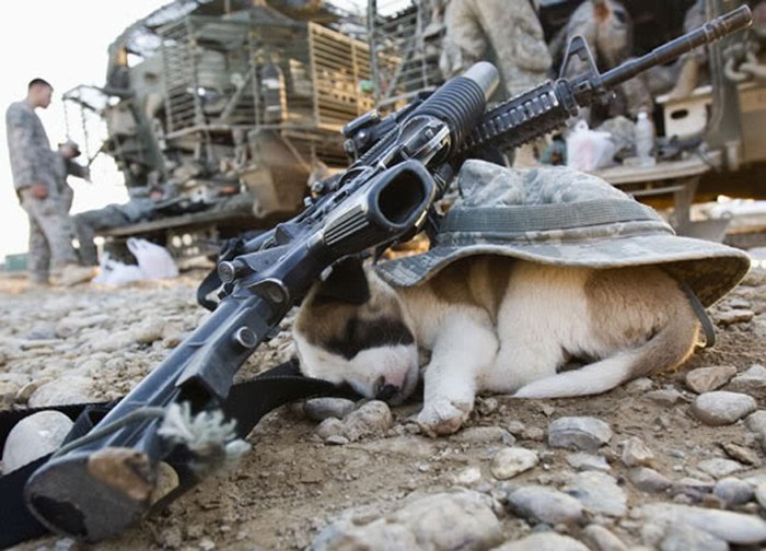 Chú chó “hồn nhiên” nhất say sưa ngủ ngay bên cạnh một khẩu súng.